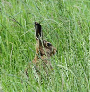 Hare with ears up sitting in long grass
