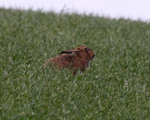Hare sitting in the field with ears back