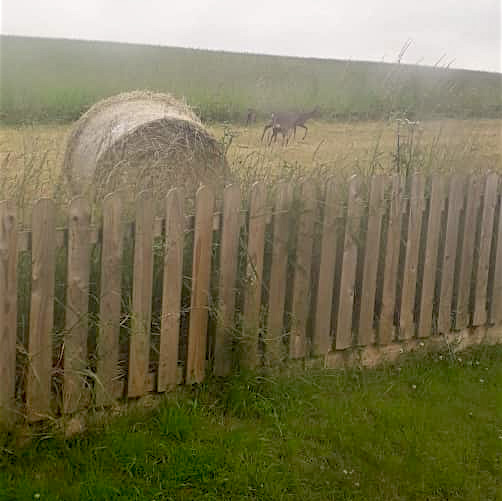 Doe and her fawn in field by hay bale